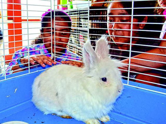 Bun Bun rabbit