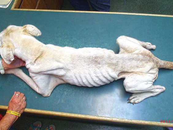 animal-cruelty1WEB