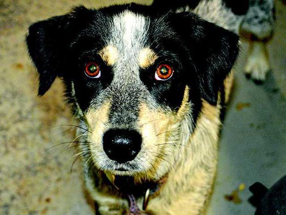 pet of the week