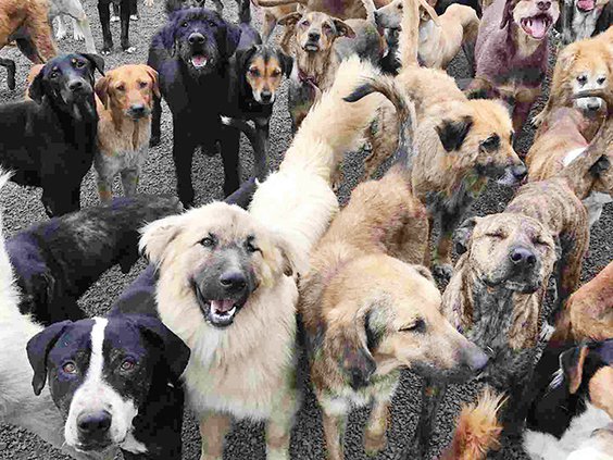 Pack of dogs.jpg