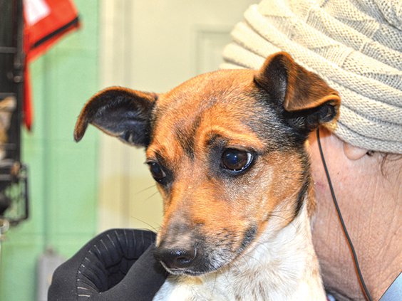 pet of the week.jpg