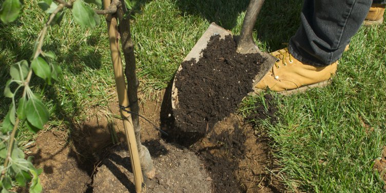 tree plant.jpg